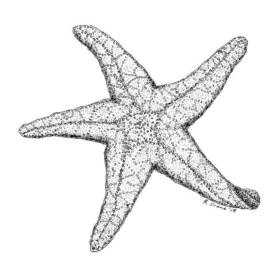 Common Sea Star Starfish Pen and Ink Drawing by Rhonda Crane