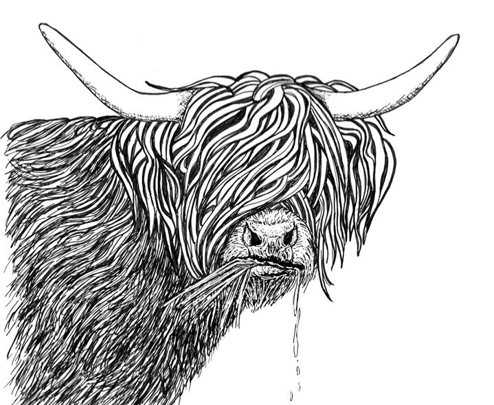 Highland Cow Pen and Ink Drawing by Rhonda Crane