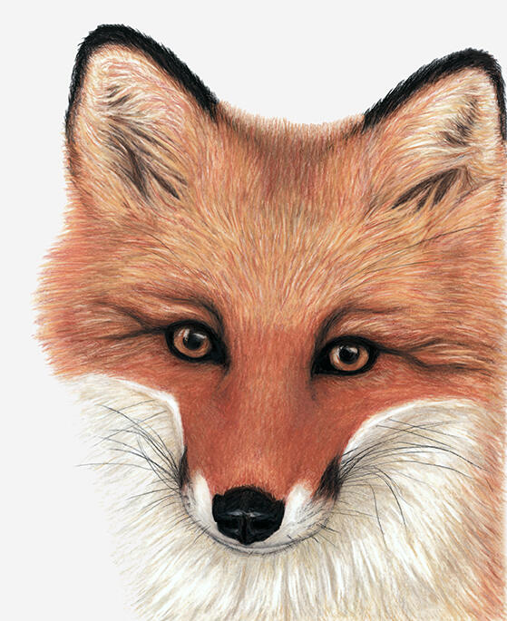 Red Fox Coloured Pencil Drawing on Drafting Film by Rhonda Crane