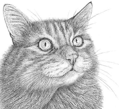 "Peanut" - Cat Custom Pet Portrait by Rhonda Crane "Peanut" - Orange Tabby, Striped, Long-Haired, Domestic, House Cat - Pen and Ink Drawing - Custom Pet Portrait by Rhonda Crane