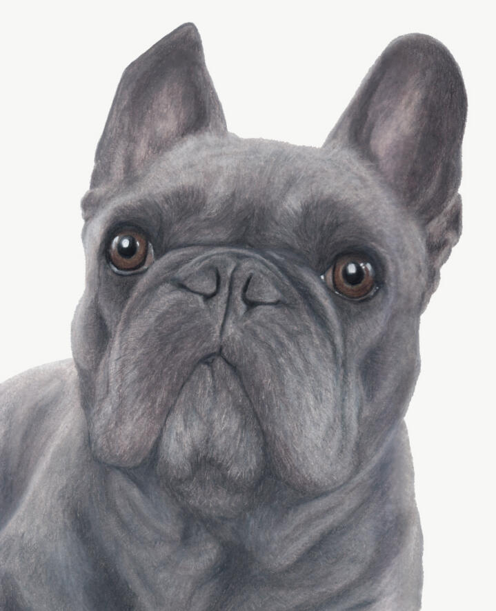 "Hugo" - Dog Custom Pet Portrait by Rhonda Crane "Hugo" - Frenchie, French Bulldog, Domestic Canine, Dog - Coloured Pencil Drawing - Custom Pet Memorial Portrait by Rhonda Crane