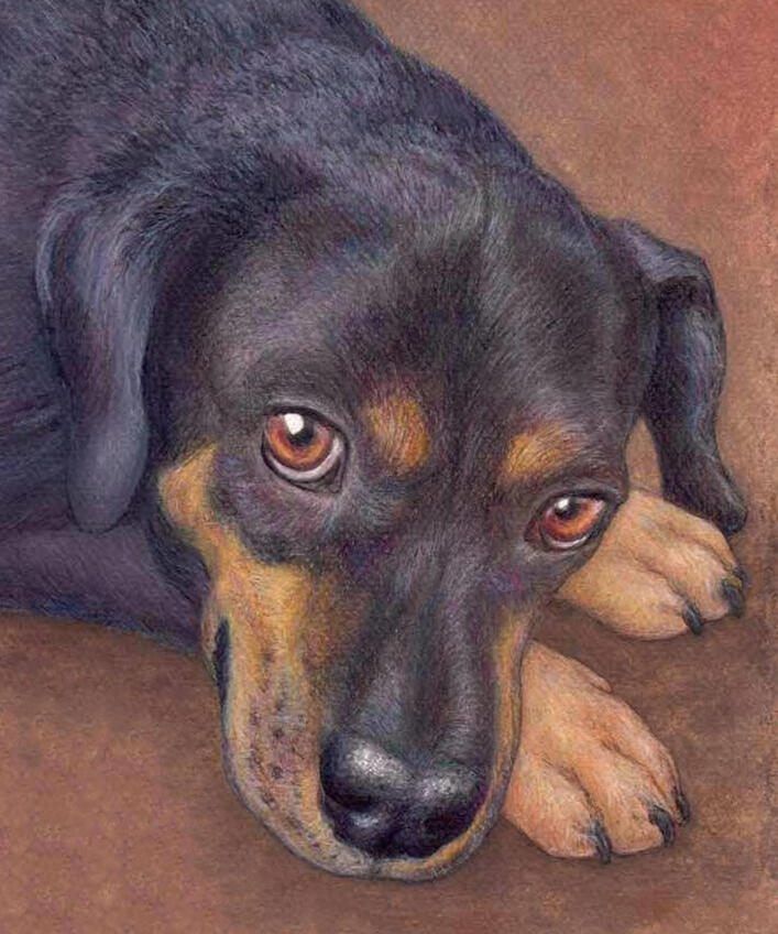 "Brutus" - Dog Custom Pet Portrait by Rhonda Crane "Brutus" - Beagle-Miniature Pinscher-Pug, Domestic Canine, Mixed Breed Dog - Coloured Pencil Drawing - Custom Pet Portrait by Rhonda Crane