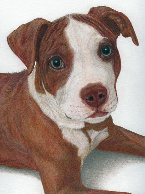 "Diezo" - Dog Custom Pet Portrait by Rhonda Crane "Diezo" - Staffordshire Bull Terrier, American Pit Bull, Bully Pup, Puppy, Domestic Canine, Dog - Coloured Pencil Drawing - Custom Pet Portrait by Rhonda Crane