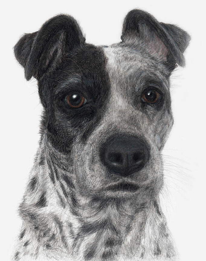 "Sadie" - Dog Custom Pet Portrait by Rhonda Crane "Sadie" - Spotted Hound Mix Breed, Domestic Canine, Dog - Coloured Pencil Drawing - Custom Pet Memorial Portrait by Rhonda Crane