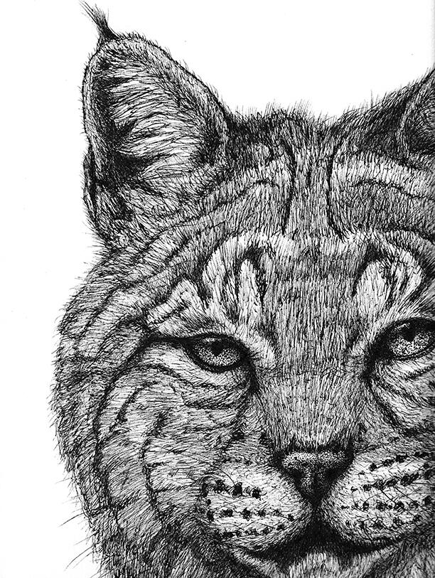 Bobcat - Lynx, Wildcat, Predator, Wild Animal, Cat - Pen and Ink Drawing - Wildlife Artwork by Rhonda Crane