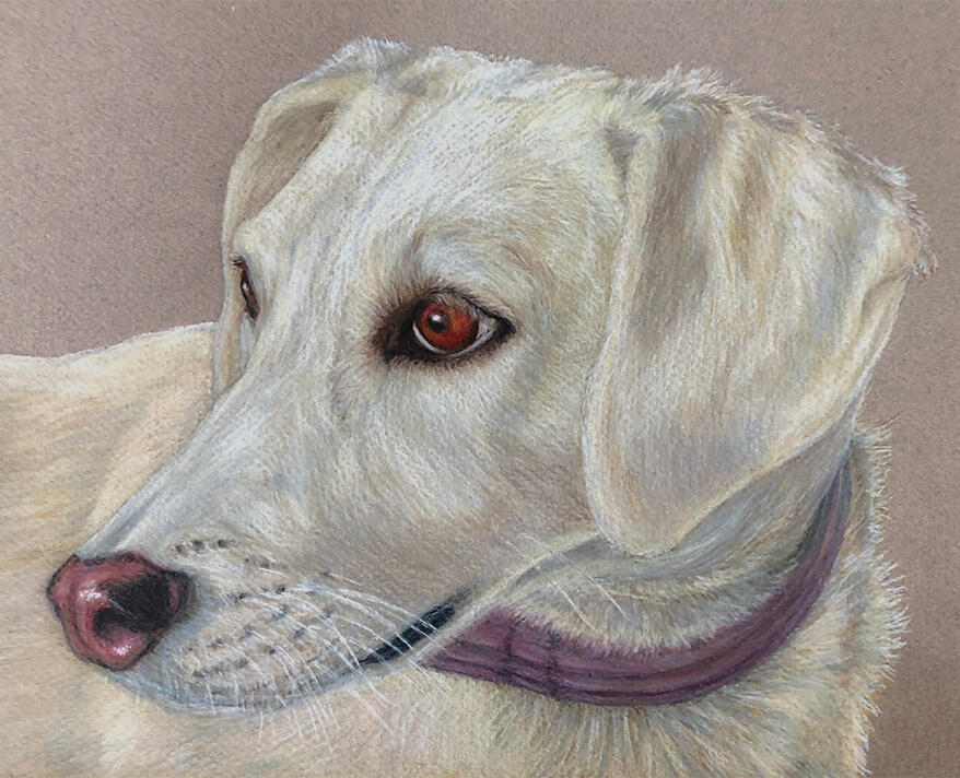 "Kora" - Foxhound, Hound, Domestic Canine, Dog - Coloured Pencil Drawing - Custom Pet Memorial Portrait by Rhonda Crane