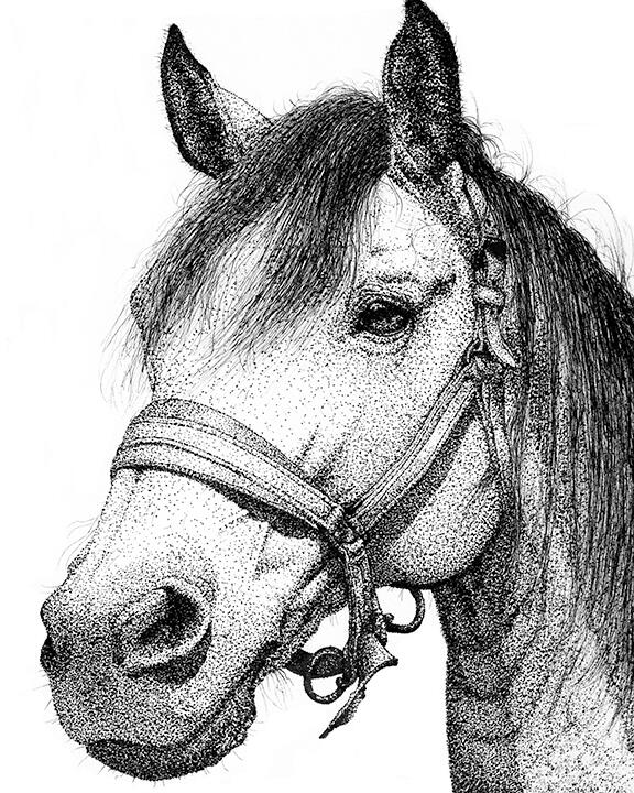 Buckskin Horse with Bridle - Domestic Farm Animal - Pen and Ink Drawing - Animal Art by Rhonda Crane