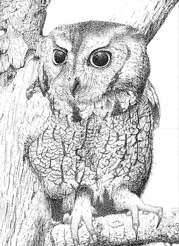 Owl in Tree - Eastern Screech, Wild Bird - Pen and Ink Drawing - Wildlife Artwork by Rhonda Crane