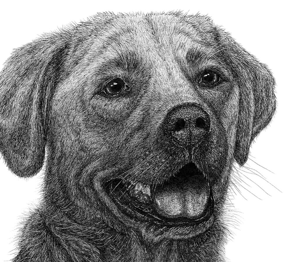 Labrador Retriever Dog - Yellow, Chocolate, Black, Lab, Labrador Retriever, Domestic Canine - Pen and Ink Drawing - Pet Portrait by Rhonda Crane