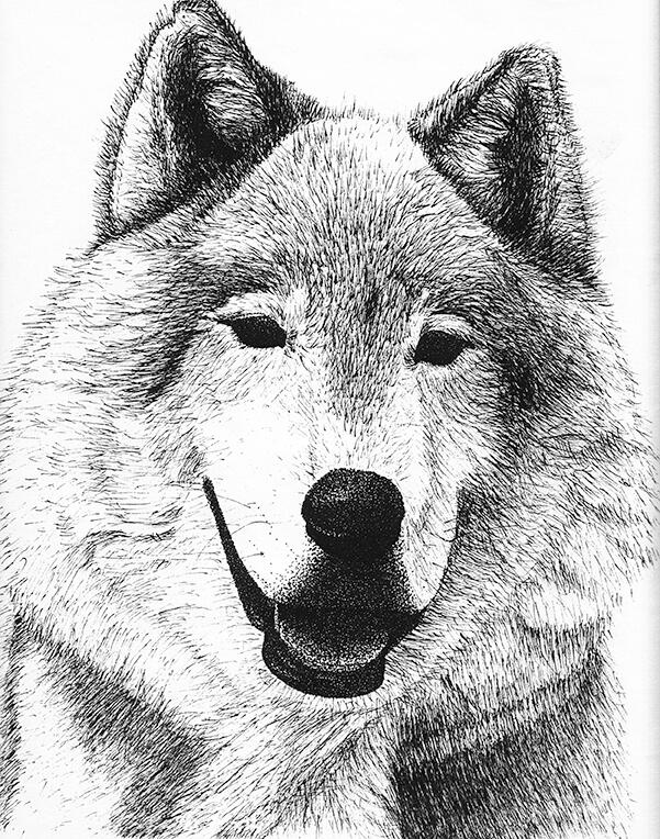 Wolf - Timber, Grey, Gray, Canine, Canis Lupus, Canidae, Carnivore, Carnivora, Apex Predator, Wild Animal - Pen and Ink Drawing - Wildlife Artwork by Rhonda Crane